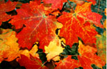 red maple leaves