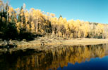 pond with golden aspens