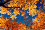 sky viewed through a canopy of golden cottonwood leaves